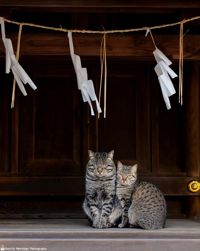 These Cats Nail The Perfect Funny Moment Every. Single. Time.
