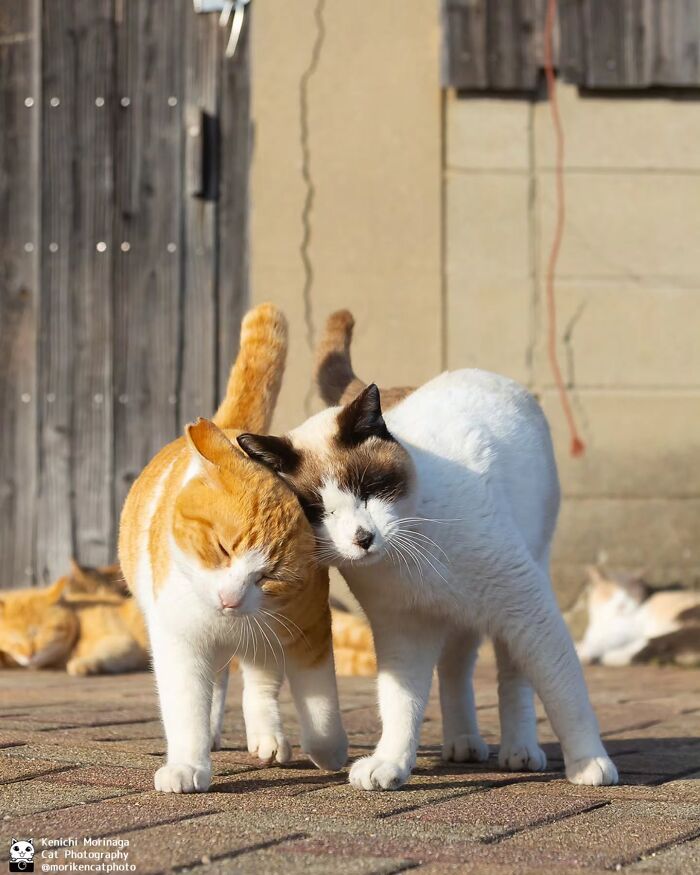 These Cats Nail The Perfect Funny Moment Every. Single. Time.
