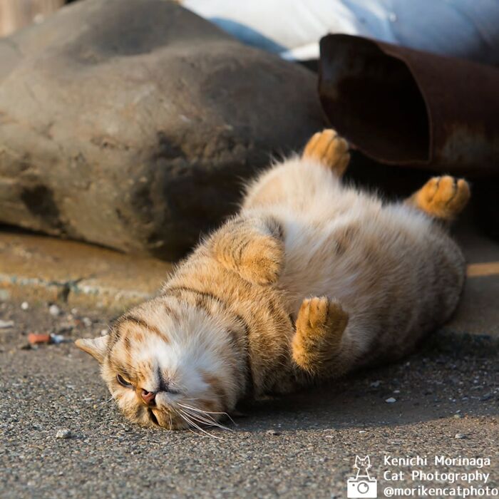 These Cats Nail The Perfect Funny Moment Every. Single. Time.