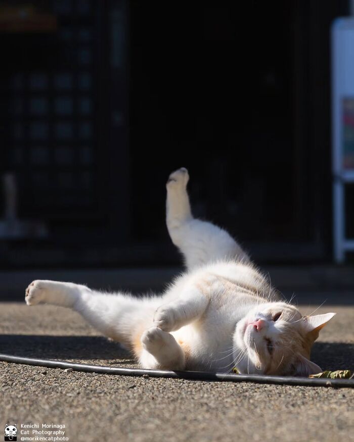 These Cats Nail The Perfect Funny Moment Every. Single. Time.