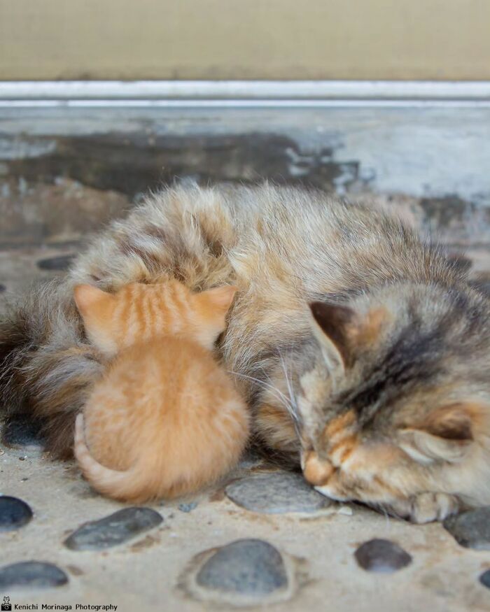 These Cats Nail The Perfect Funny Moment Every. Single. Time.