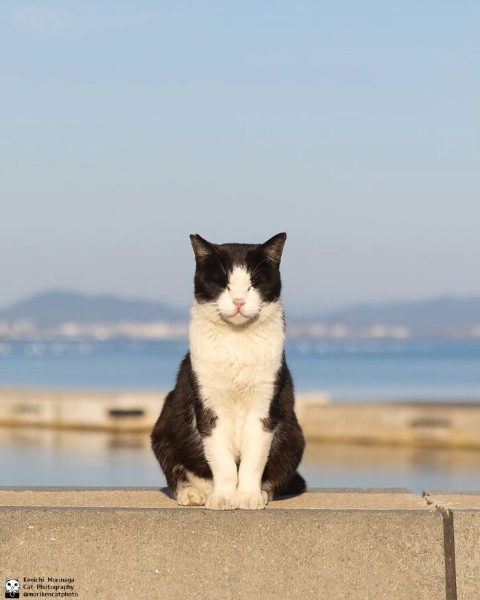 These Cats Nail The Perfect Funny Moment Every. Single. Time.