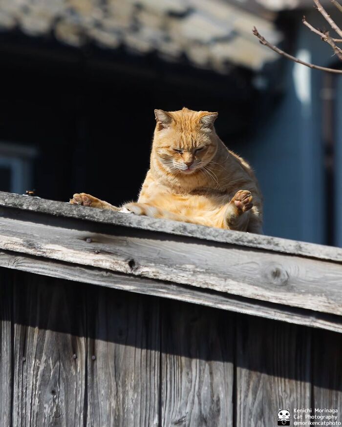 These Cats Nail The Perfect Funny Moment Every. Single. Time.