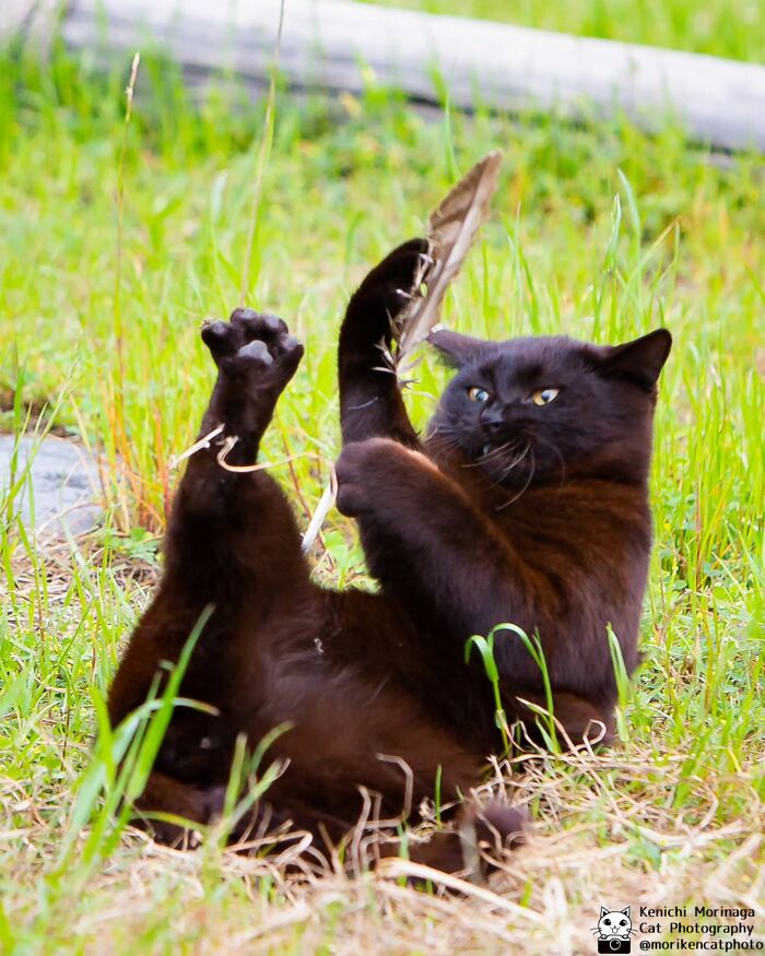 These Cats Nail The Perfect Funny Moment Every. Single. Time.