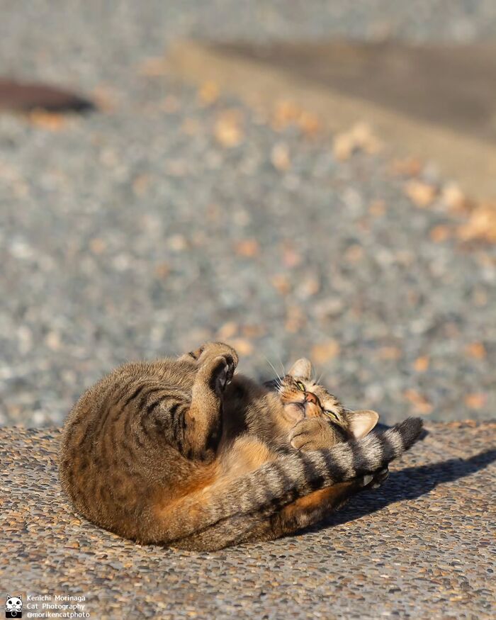 These Cats Nail The Perfect Funny Moment Every. Single. Time.