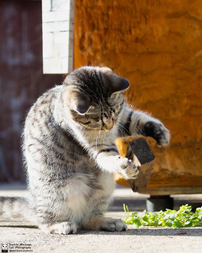 These Cats Nail The Perfect Funny Moment Every. Single. Time.