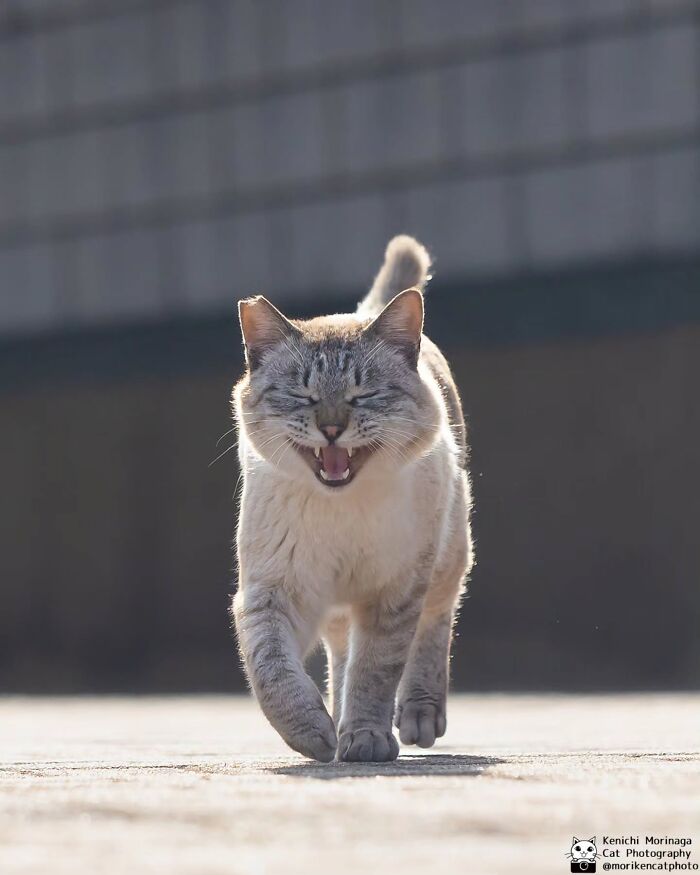 These Cats Nail The Perfect Funny Moment Every. Single. Time.