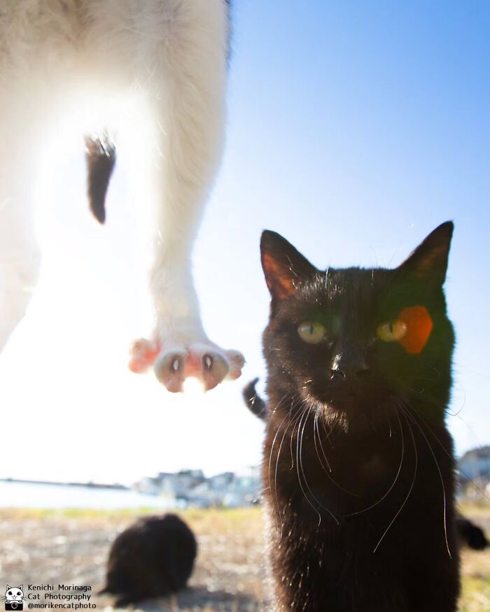 These Cats Nail The Perfect Funny Moment Every. Single. Time.