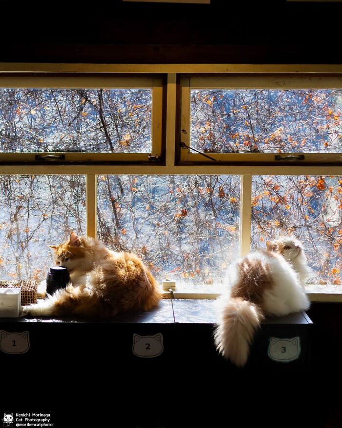 These Cats Nail The Perfect Funny Moment Every. Single. Time.