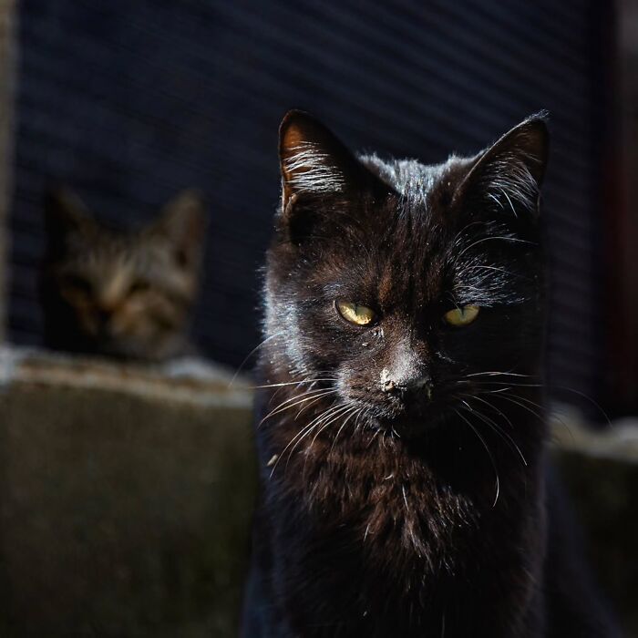 These Cats Nail The Perfect Funny Moment Every. Single. Time.