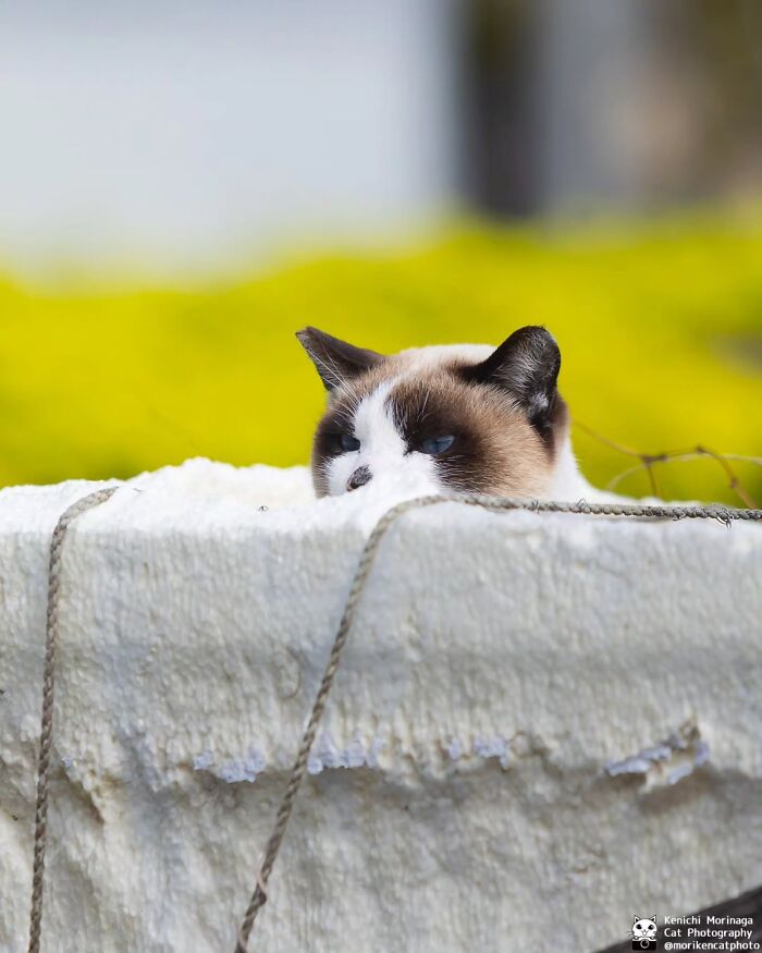 These Cats Nail The Perfect Funny Moment Every. Single. Time.