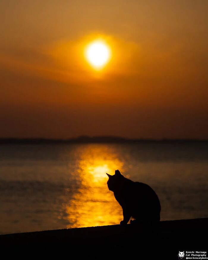 These Cats Nail The Perfect Funny Moment Every. Single. Time.
