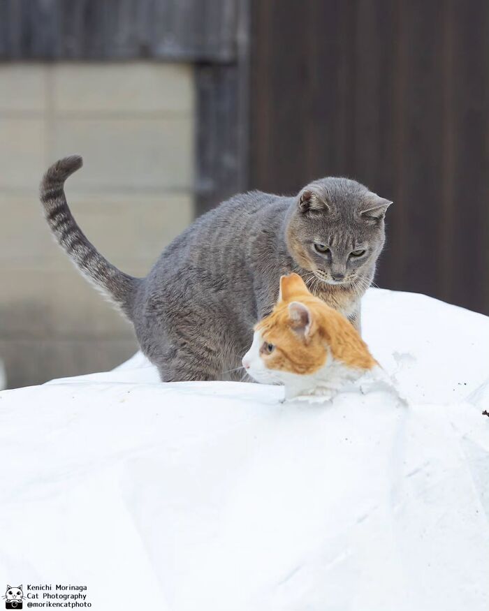 These Cats Nail The Perfect Funny Moment Every. Single. Time.