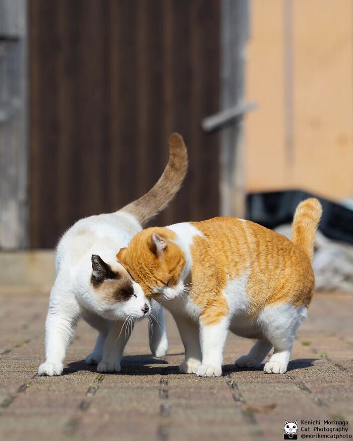 These Cats Nail The Perfect Funny Moment Every. Single. Time.