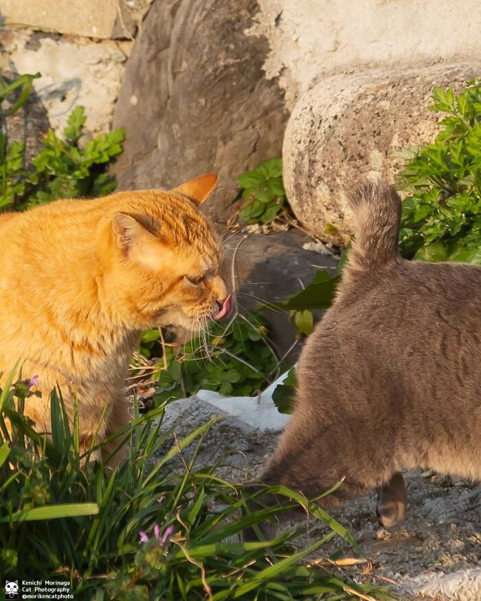 These Cats Nail The Perfect Funny Moment Every. Single. Time.