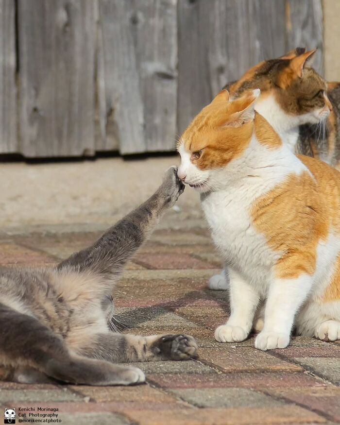 These Cats Nail The Perfect Funny Moment Every. Single. Time.