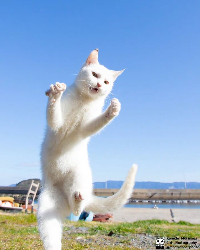 These Cats Nail The Perfect Funny Moment Every. Single. Time.
