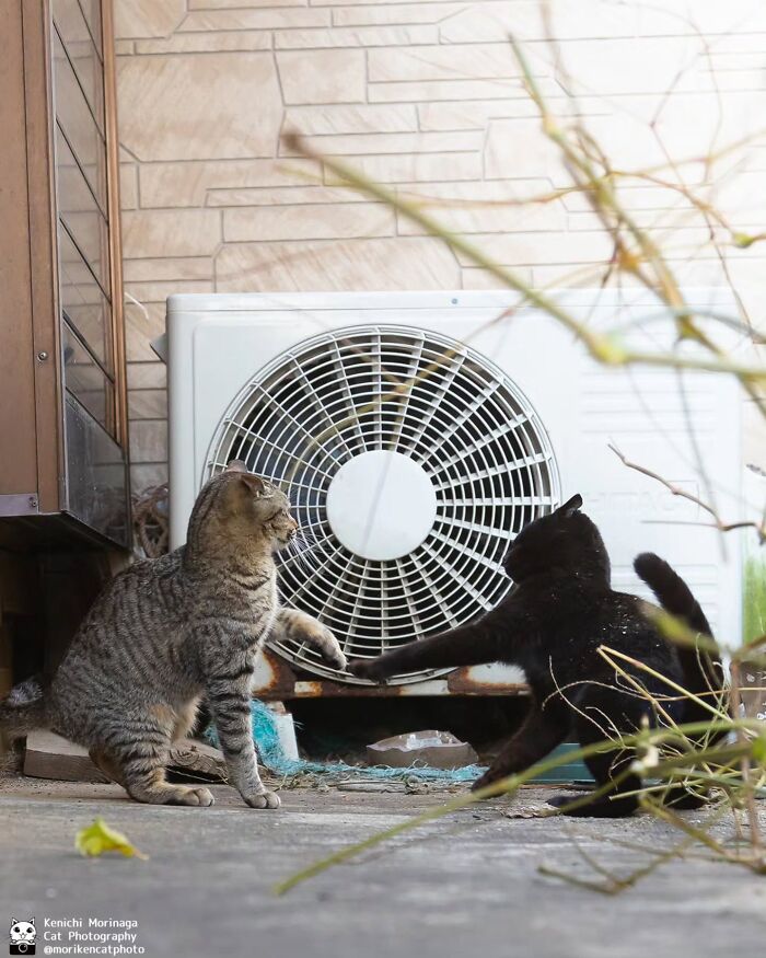These Cats Nail The Perfect Funny Moment Every. Single. Time.