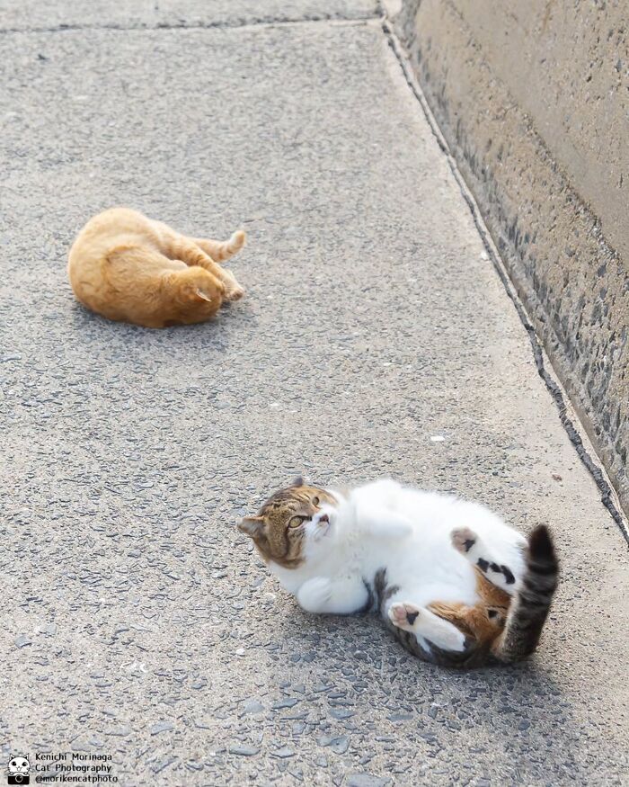 These Cats Nail The Perfect Funny Moment Every. Single. Time.