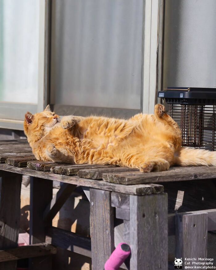 These Cats Nail The Perfect Funny Moment Every. Single. Time.