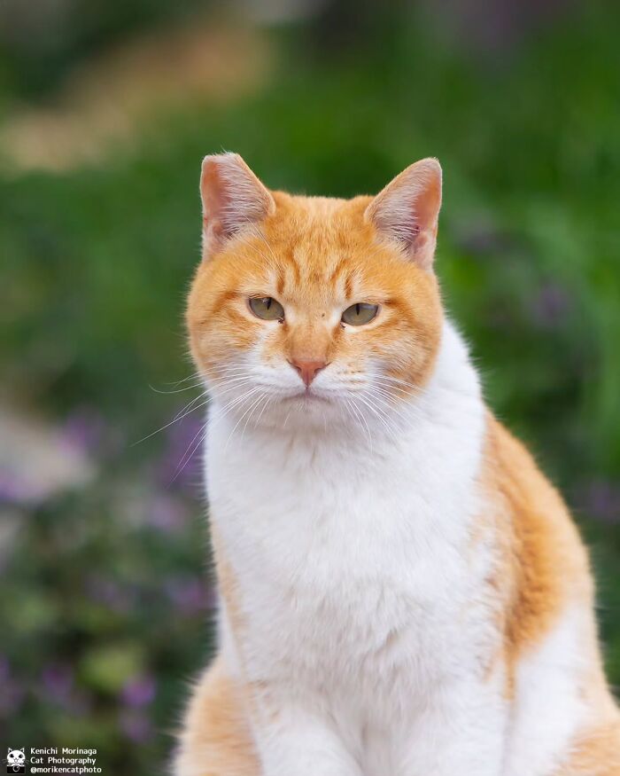 These Cats Nail The Perfect Funny Moment Every. Single. Time.