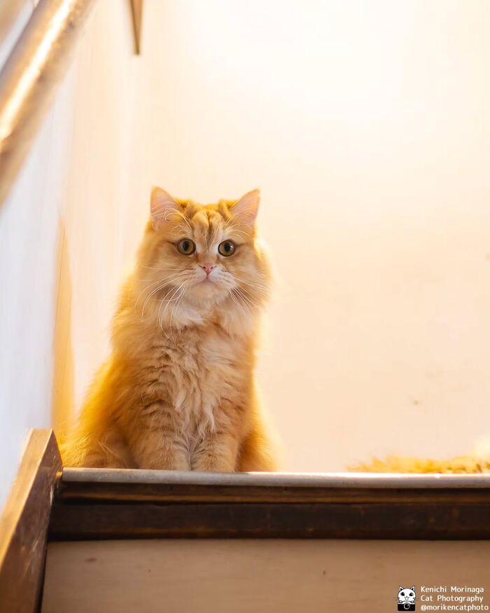 These Cats Nail The Perfect Funny Moment Every. Single. Time.