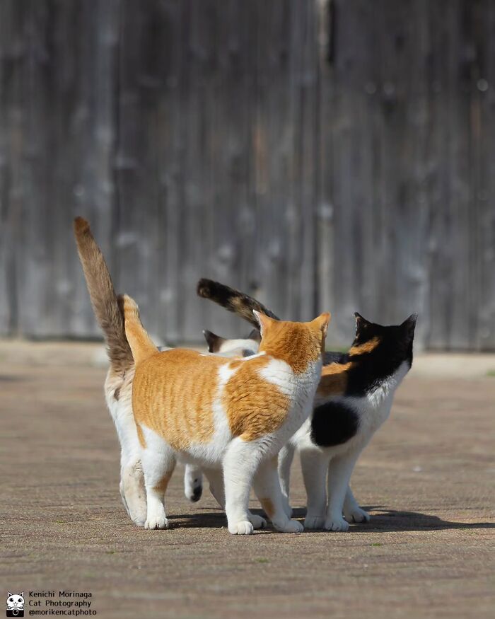 These Cats Nail The Perfect Funny Moment Every. Single. Time.