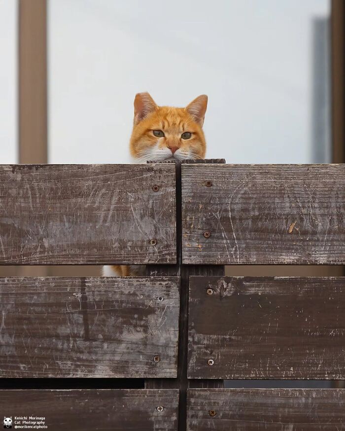 These Cats Nail The Perfect Funny Moment Every. Single. Time.