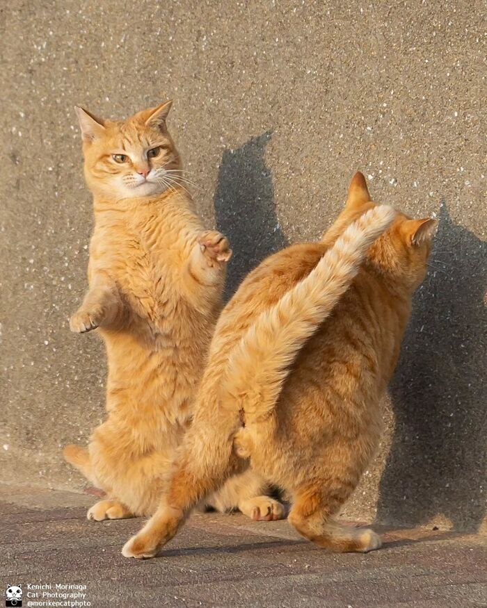These Cats Nail The Perfect Funny Moment Every. Single. Time.