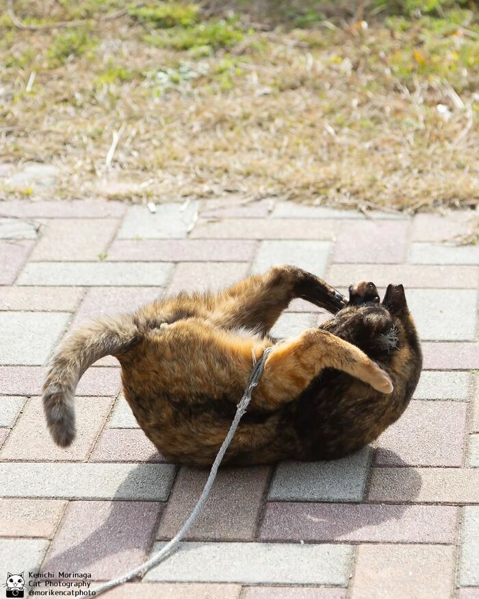 These Cats Nail The Perfect Funny Moment Every. Single. Time.