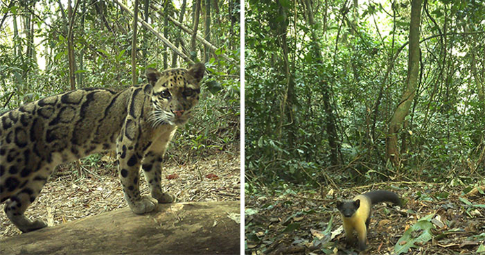 Peek Into The Wild: Crazy Creatures Spotted In This Secret Forest!