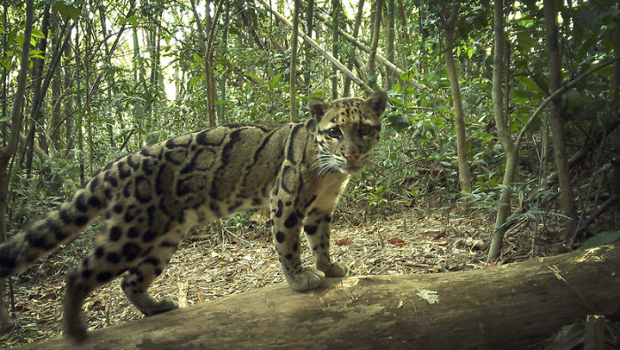 Clouded Leopard: Nature’s Ninja Cat