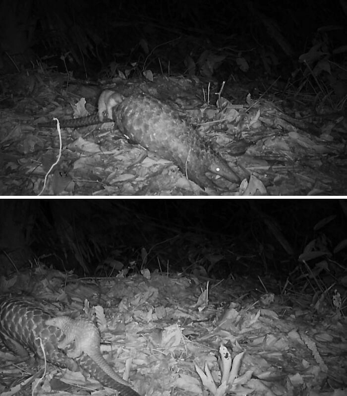 Baby Pangolin on a Tail Ride