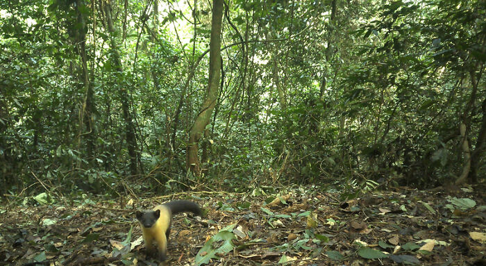 Yellow-Throated Marten: The Forest Speedster