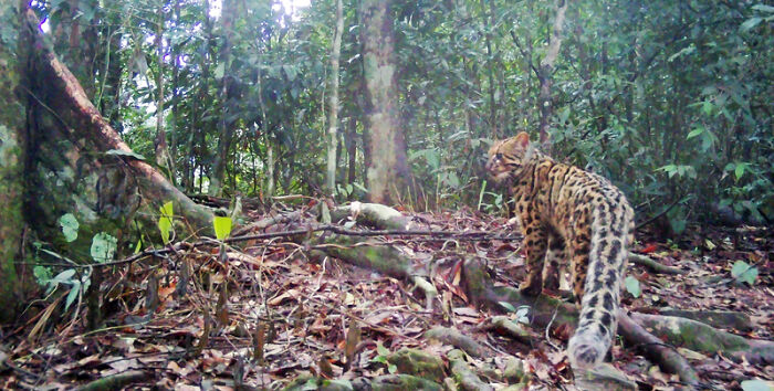 Marbled Cat: The Tree Acrobat