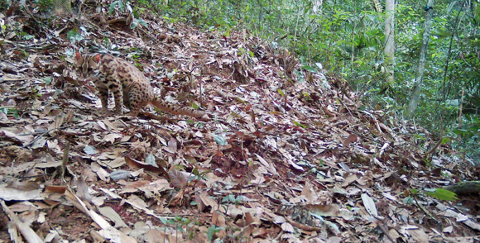 Mainland Leopard Cat: Spot the Tiny Hunter