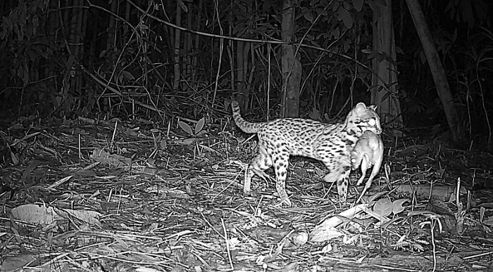 Leopard Cat With Dinner in Tow