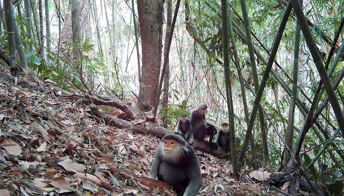 Douc Langur: The Forest's Colorful Contortionist