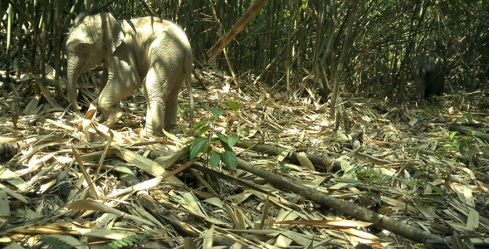 Baby Asian Elephant: Big Cuteness Alert
