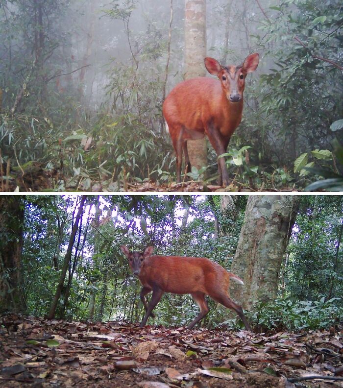 Peek Into The Wild: Crazy Creatures Spotted In This Secret Forest!
