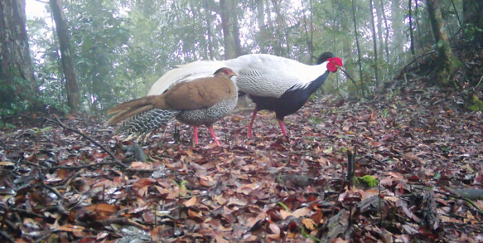 Peek Into The Wild: Crazy Creatures Spotted In This Secret Forest!