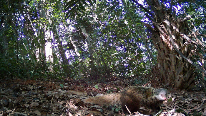 Peek Into The Wild: Crazy Creatures Spotted In This Secret Forest!