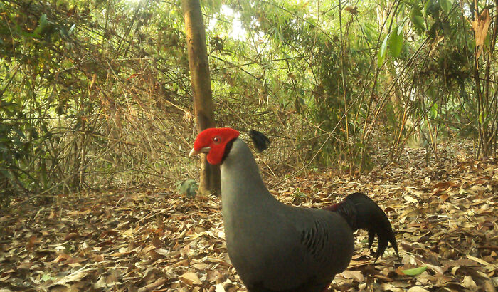 Peek Into The Wild: Crazy Creatures Spotted In This Secret Forest!