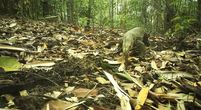 Peek Into The Wild: Crazy Creatures Spotted In This Secret Forest!