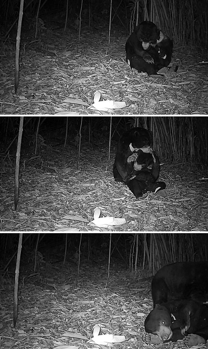 Peek Into The Wild: Crazy Creatures Spotted In This Secret Forest!