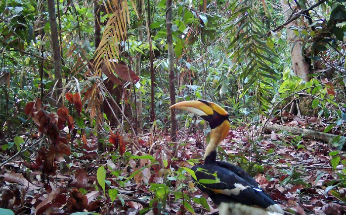 Peek Into The Wild: Crazy Creatures Spotted In This Secret Forest!