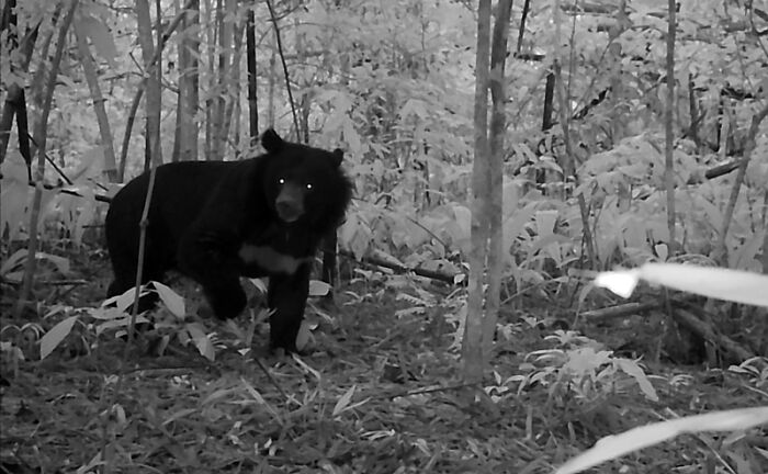 Peek Into The Wild: Crazy Creatures Spotted In This Secret Forest!