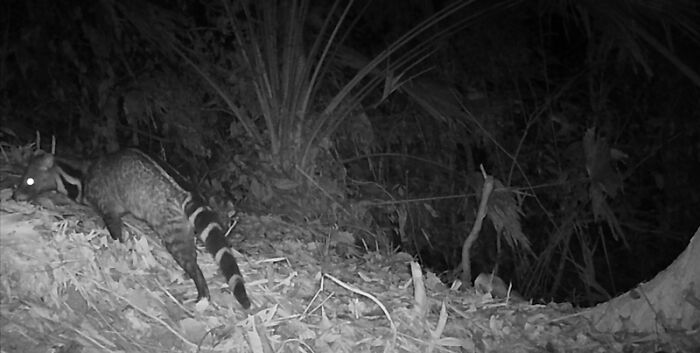 Peek Into The Wild: Crazy Creatures Spotted In This Secret Forest!