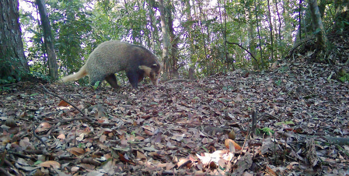 Peek Into The Wild: Crazy Creatures Spotted In This Secret Forest!