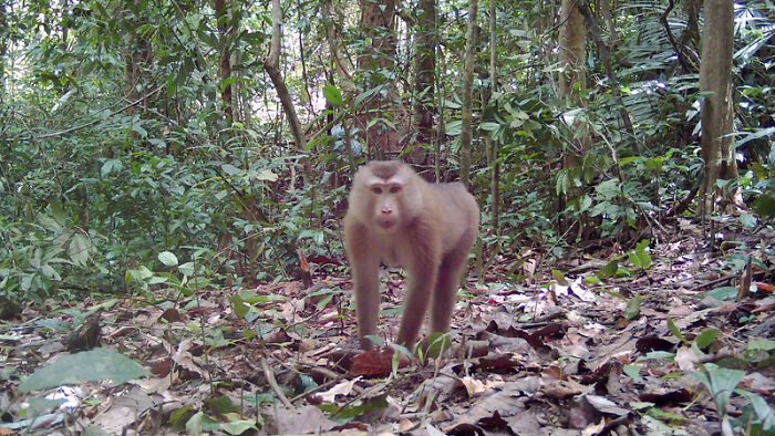 Peek Into The Wild: Crazy Creatures Spotted In This Secret Forest!